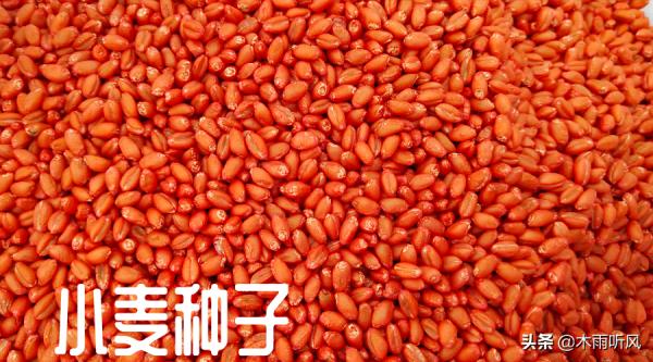 高產小麥有啥特點，選擇高產小麥種的方法，掌握三點，增產有潛力