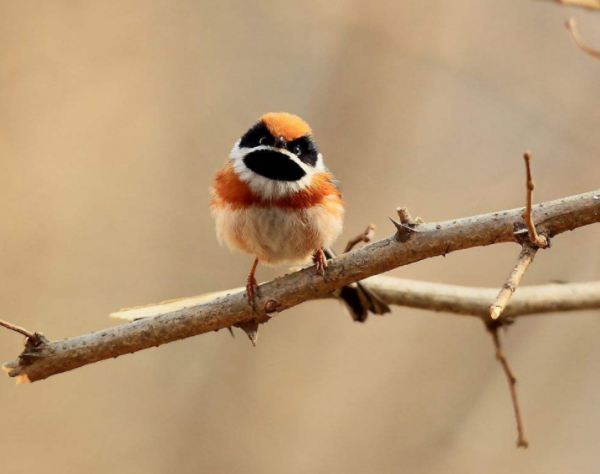 張飛、竇爾敦投胎成鳥兒了?這兩種鳥長得好像川劇臉譜的人 張飛、竇爾敦投胎成鳥兒了?這兩種鳥長得好像川劇臉譜的人