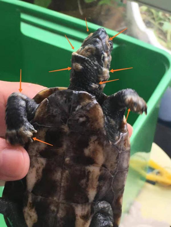寵物龜腐皮怎麼治,嚴重危害龜的健康(3) 寵物龜腐皮怎麼治,嚴重危害龜的健康(3)