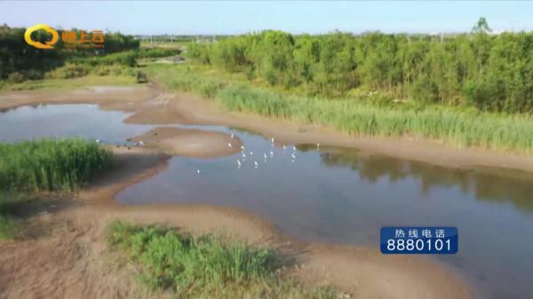 濰坊濱海：白鷺翩躚生態美