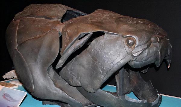 泥盆紀含肺魚是肺魚?|地球簡史系列15 泥盆紀含肺魚是肺魚?|地球簡史系列15