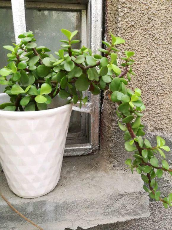 適合窮養的“5種花”，用小盆，少管一些更利於生長和開花