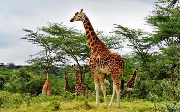 冷知識：長頸鹿的舌頭能舔到自己耳朵裡