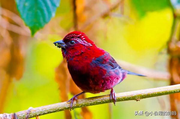 極品紅色鳥&mdash;&mdash;酒紅朱雀