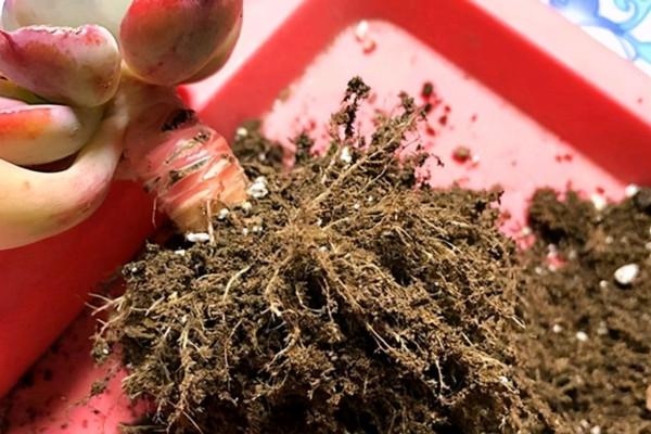 自己一手養大的多肉,秋季換盆時還需不需要修根? 自己一手養大的多肉,秋季換盆時還需不需要修根?