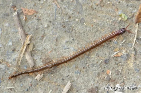 小瑞的雙語之路：一條蜈蚣引發的慘案