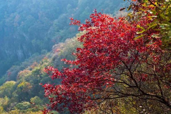 秋色美 惹人醉 秋色美 惹人醉