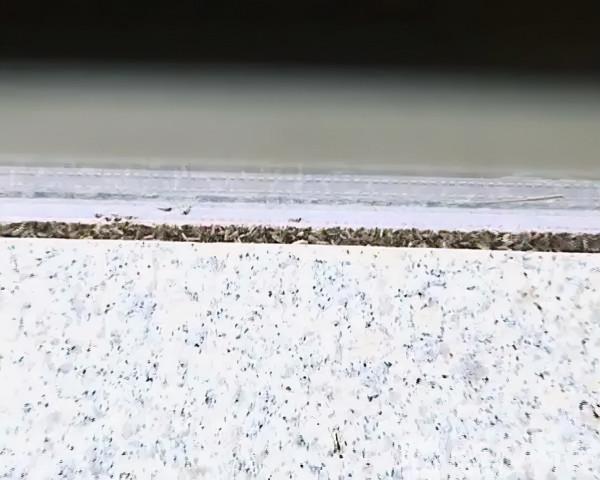 天冷了！成群小蟲入室蹭暖氣…