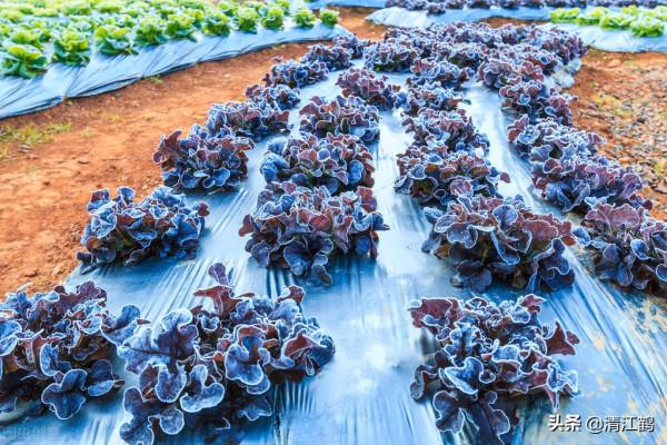 極易使葉菜蔬菜&quot;壞菜&quot;的是哪種肥料？2個&quot;提示&quot;&quot;3個不適於&quot;可避坑