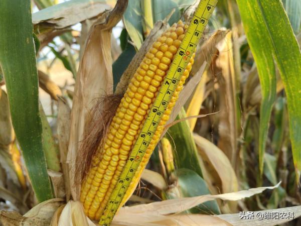 今年這幾個玉米品種表現突出，抗病抗倒還高產，2022年首選品種