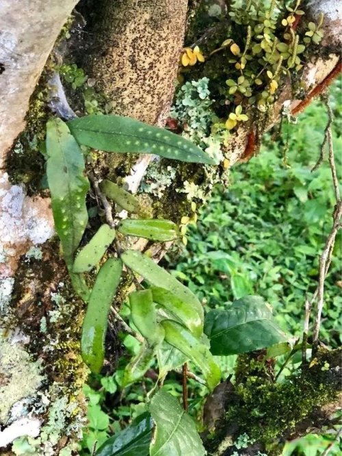 「普洱茶山行」乾貨分享賀開古樹普洱茶蘭香撲面何處來? 「普洱茶山行」乾貨分享賀開古樹普洱茶蘭香撲面何處來?