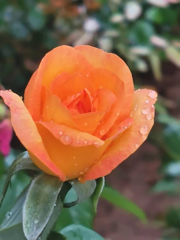 雨季養花難,做好這5點防護,雨再大也不怕 雨季養花難,做好這5點防護,雨再大也不怕