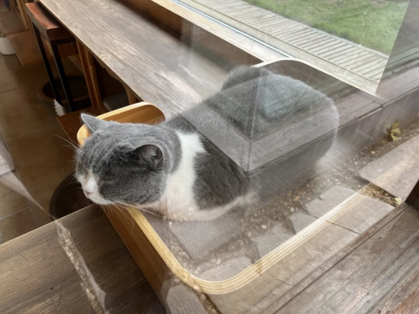 小貓咪也怕被“搶飯碗”嗎? 小貓咪也怕被“搶飯碗”嗎?