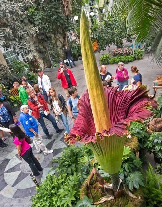 幾十年開花一次，花高三米，像一顆巨大的白菜，極其罕見