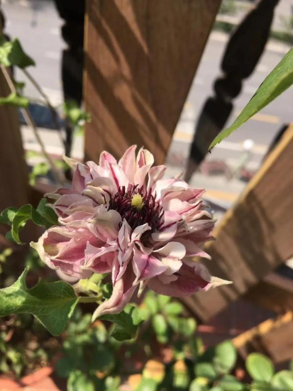 疫情居家生活讓我回味一下春天