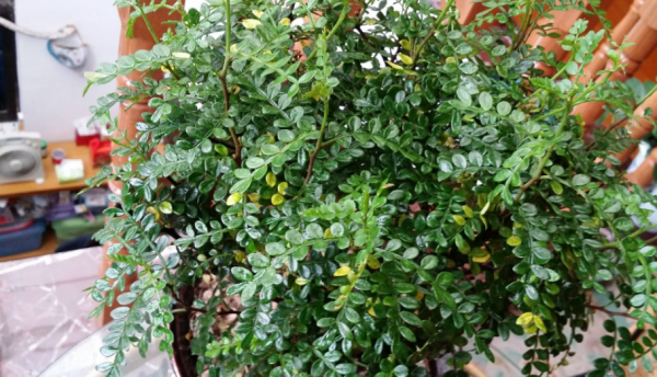 家庭養花場地小，不如就盆栽這4種，香味好聞，很容易養好