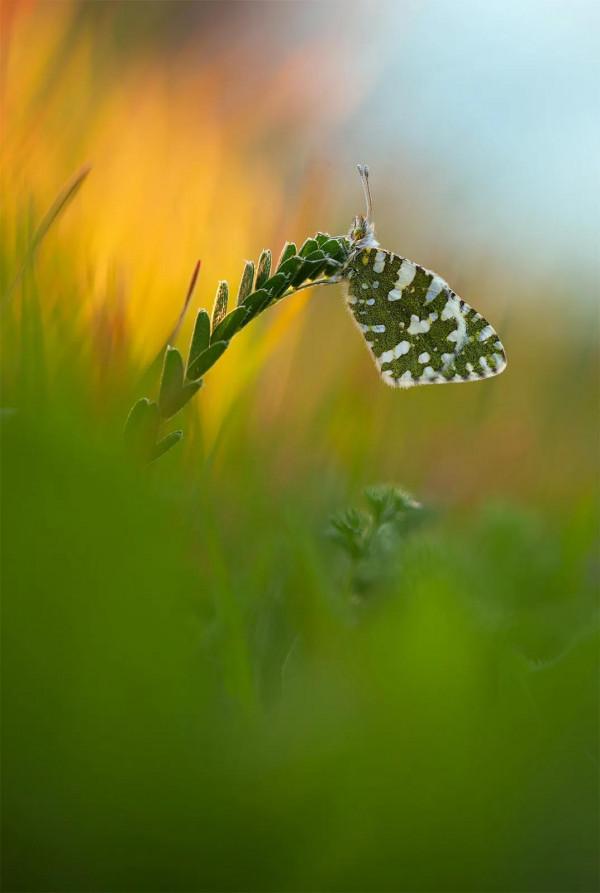 分享——美麗的蝴蝶