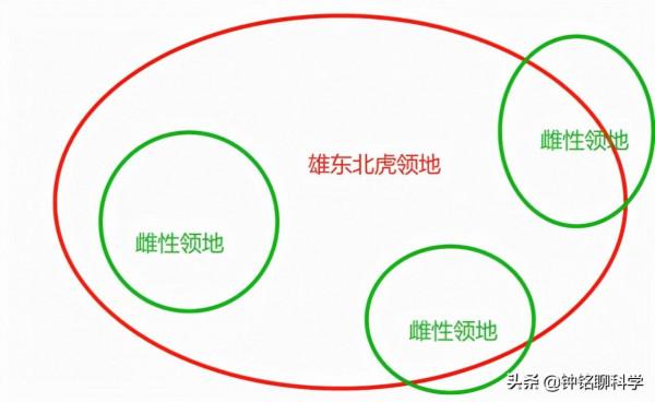 6個月前，誤入村莊的完達山一號找老婆了嗎？雄虎找老婆有多難？