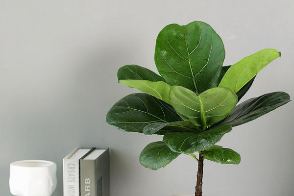 想要琴葉榕冬季不光桿，這幾步要做好，枝繁葉茂，安全越冬