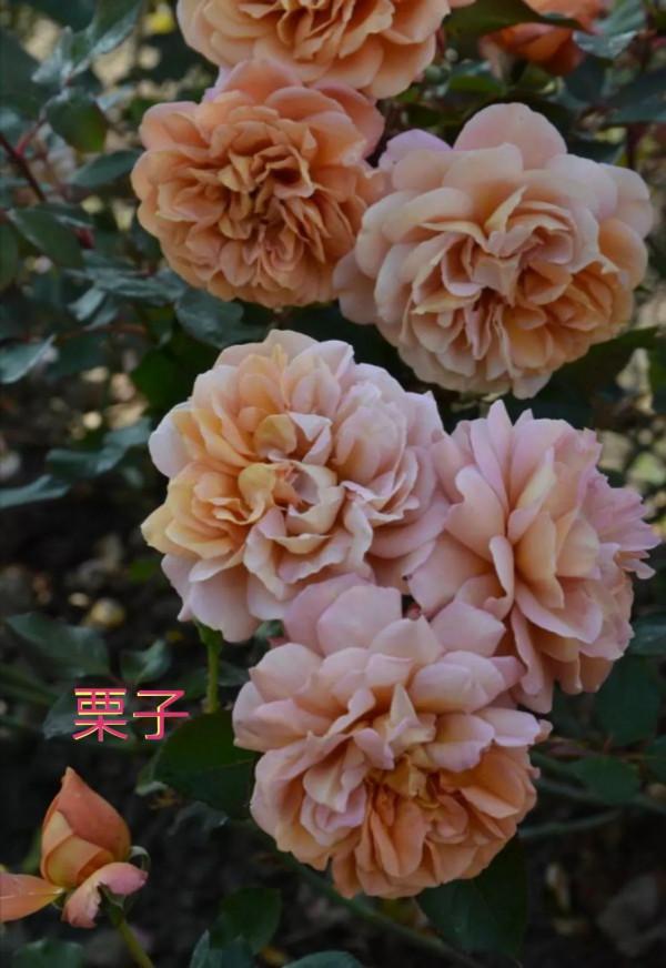 木村卓功及木村系列月季品種（4）