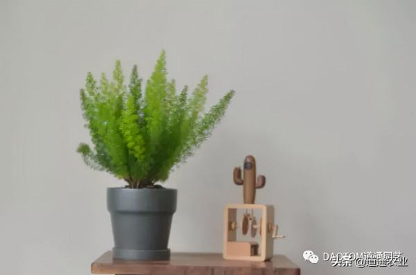 “網紅草”狐尾天門冬,葉子是條大尾巴,讓陽臺和庭院變得有趣 “網紅草”狐尾天門冬,葉子是條大尾巴,讓陽臺和庭院變得有趣