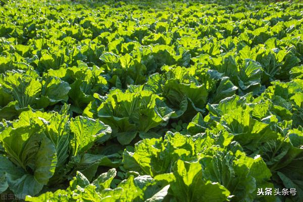 曾經的動物，北京七八十年代的近郊，你還有印象嗎？