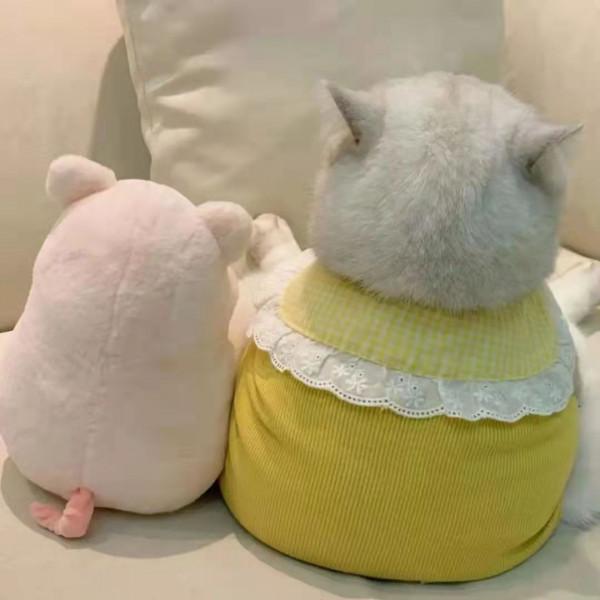 十二星座｜關於「陶白白說」的文案