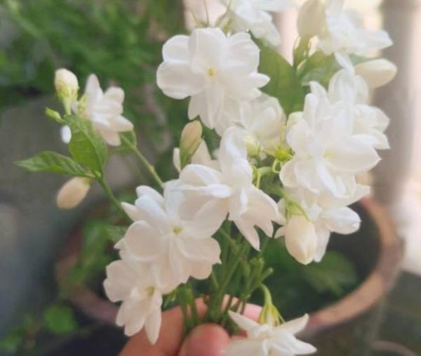 夏天茉莉不開花?兩種土壤要重視,及時處理才能長勢旺 夏天茉莉不開花?兩種土壤要重視,及時處理才能長勢旺