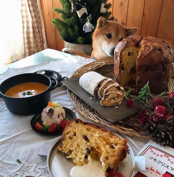 看完這位日本網友的萌寵曬照:一人一柴三餐四季,被生活治癒了 看完這位日本網友的萌寵曬照:一人一柴三餐四季,被生活治癒了