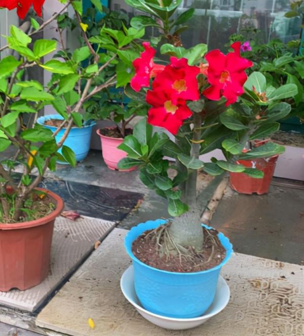 &OpenCurlyDoubleQuote;賤養&rdquo;才能開爆盆的植物，養的越精細，反而長得差