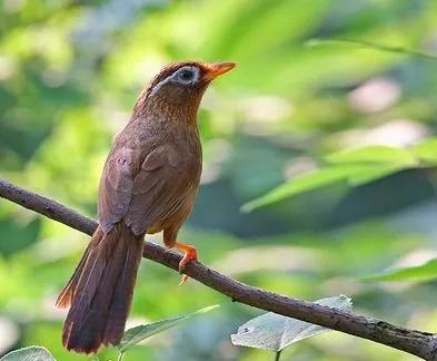 分享鳥類圖片-畫眉鳥