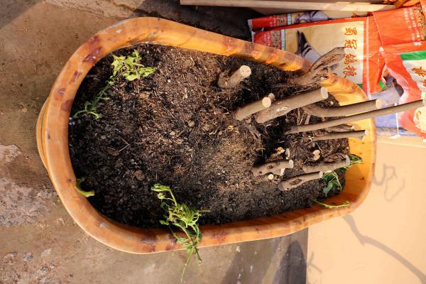 養花的土壤板結?加上4種東西,土壤疏鬆有勁,養啥都省心 養花的土壤板結?加上4種東西,土壤疏鬆有勁,養啥都省心