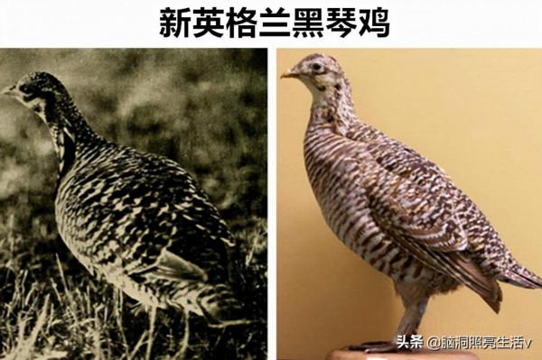 用相機記錄下來的，在歷史上早已經滅絕的8種罕見動物