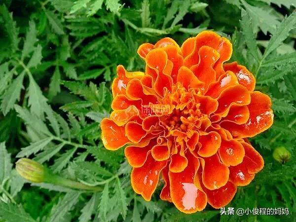 分享——孔雀草花