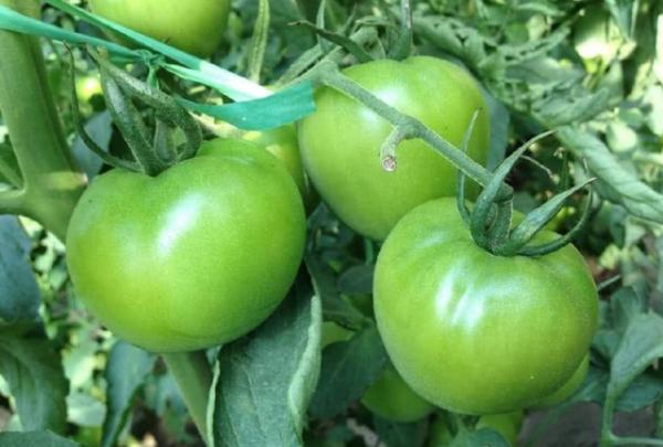 經常吃西紅柿,6大好處會不請自來,但在食用時要注意“4大禁忌” 經常吃西紅柿,6大好處會不請自來,但在食用時要注意“4大禁忌”