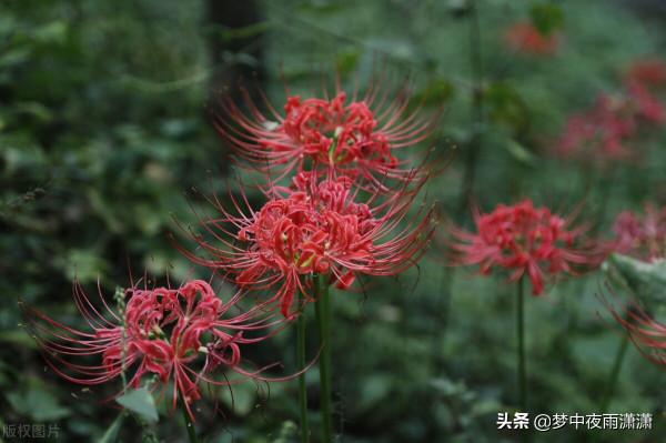 曼珠沙華，天蠍座