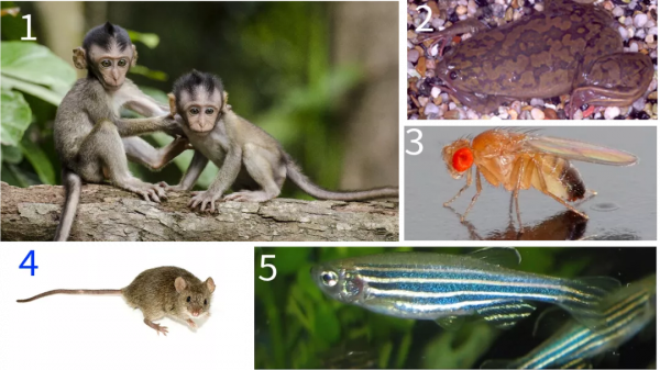 貓和老鼠手拉手，一起面對實驗室裡的科研狗