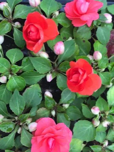 分享圖片，重瓣鳳仙花