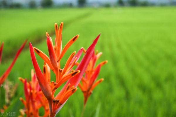 &OpenCurlyDoubleQuote;蠍尾蕉&rdquo;花中君子，友善好客