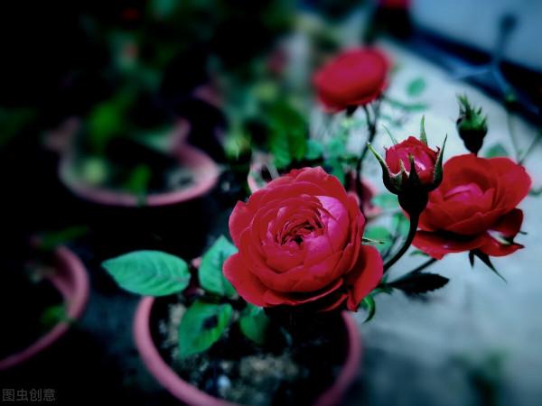 拜拜了月季!養了四年月季,這個秋天果斷換坑,希望沒有換錯 拜拜了月季!養了四年月季,這個秋天果斷換坑,希望沒有換錯