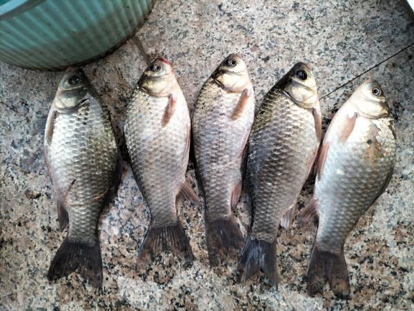 一起來尋&OpenCurlyDoubleQuote;巨物&rdquo;絕對是漁獲中的亮點