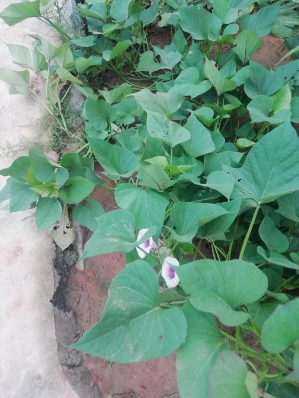 紅薯秧開花你可曾見過？