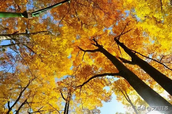 這裡的彩林美翻了！金秋，走進旺蒼米倉山