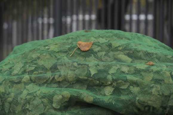 雨中圓明園別有一番風味，銀杏“九成熟”，最佳“秋黃”僅剩一週