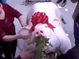 見過潮汕賽大豬，就明白了美學的奧秘