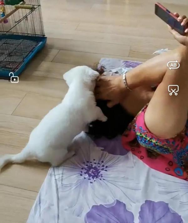 小狗飯糰兒,希望你開心 小狗飯糰兒,希望你開心