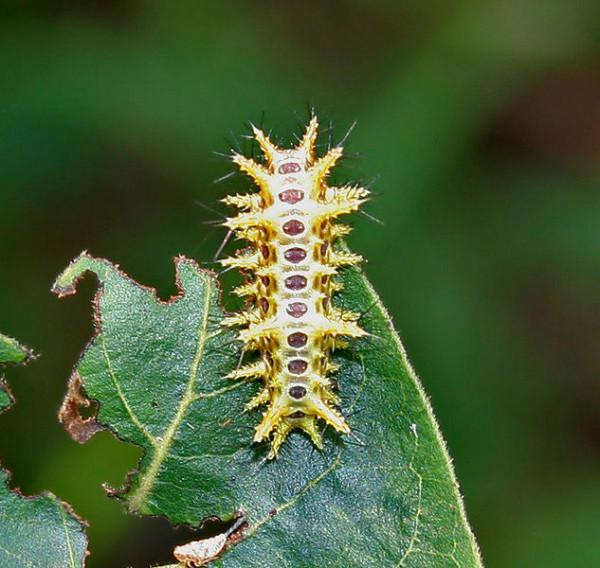 自然科普：名字裡帶個&OpenCurlyDoubleQuote;虎&rdquo;字，卻跟老虎完全沒關係的動物們
