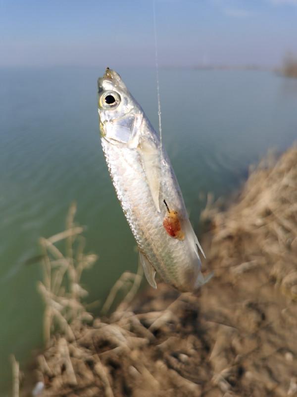 回顧近期垂釣經歷,總結經驗以利再戰 回顧近期垂釣經歷,總結經驗以利再戰