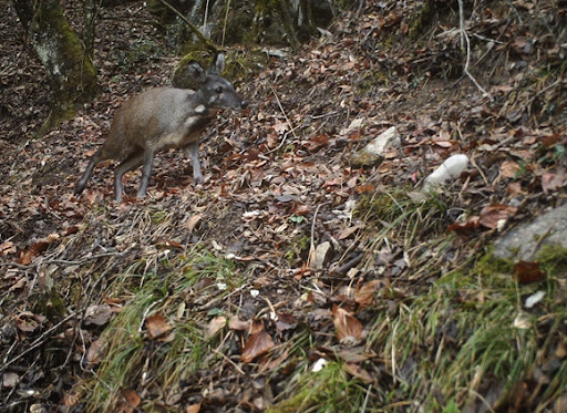 瀕危林麝現身廣西,毫無自保能力的它,為何能活到現在還沒滅絕? 瀕危林麝現身廣西,毫無自保能力的它,為何能活到現在還沒滅絕?
