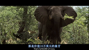 普通人用AK47能否秒殺一頭老虎？1947年7月6日蘇聯開始生產AK47